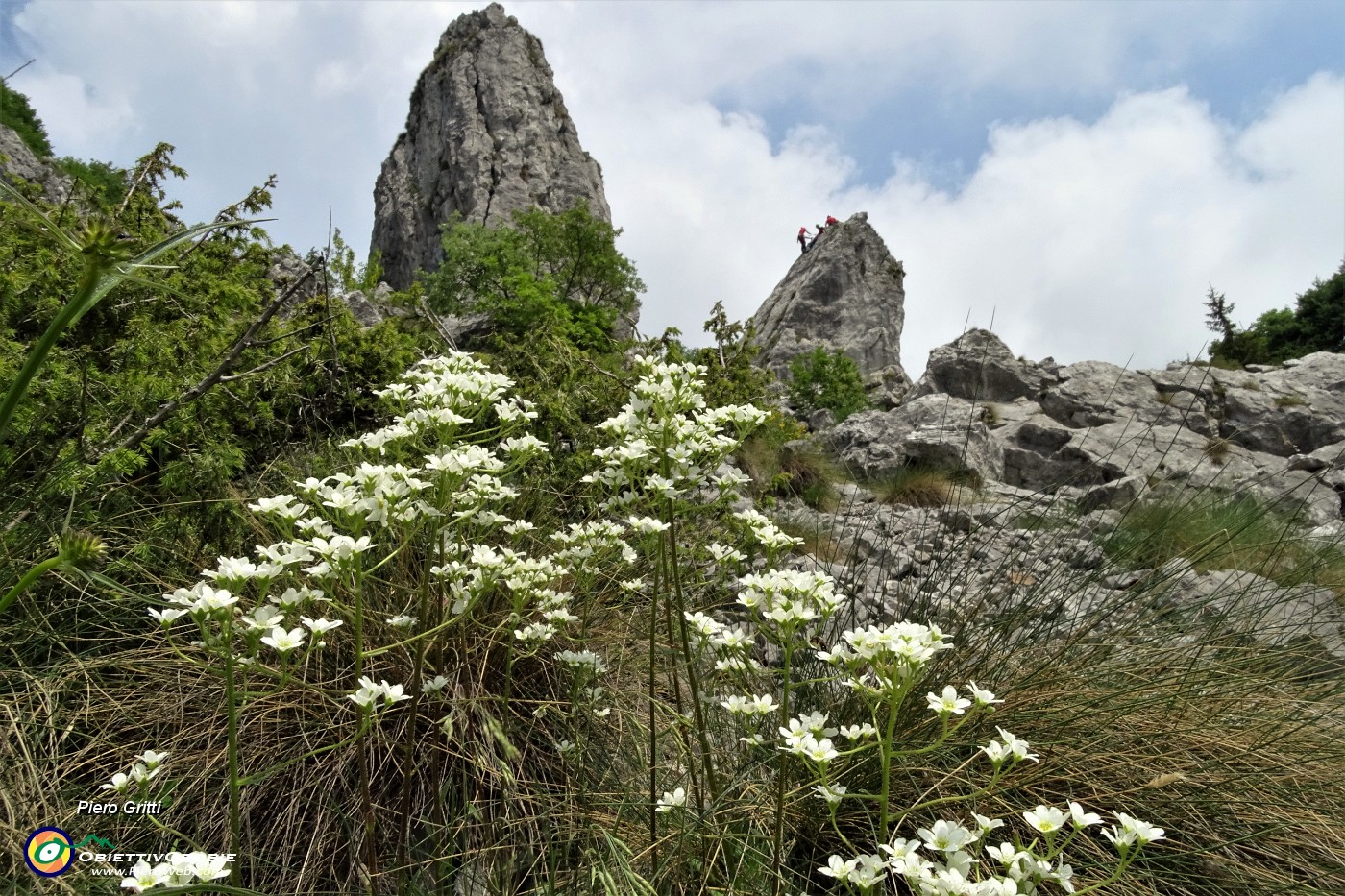 72 Fiori di sassifraga nel ghiaione dei torrioni Longo e Gemelli.JPG